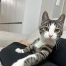 박효리군 동물병원 | 광주 동물병원 수컷 고양이 중성화 수술 내돈내산