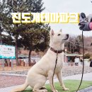 진도농장 | 진도 여행 가볼만한곳 진도개테마파크 공연 후기