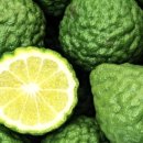 BERGAMOT(베르가못)