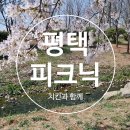 배다리낚시터 | 평택 피크닉: 벚꽃 보며 피크닉 하기 좋은 배다리공원/평택세무서