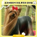 퍼피 베어(PUPPY-BEAR) | 요크셔테리어 미용, 스타일별 특징과 관리법