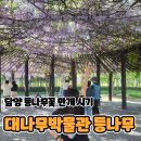 꽃못 | 등나무꽃 명소 담양 대나무박물관 보랏빛 풍경 후기