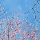 진달래 핀 풍경 | [전남 여수] 영취산 진달래축제, 생애 첫 트레일러닝 대회 완주 후기!!!