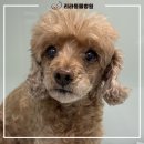 리라동물병원