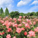 장미축제 이미지