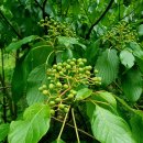 금원산자연휴양림 이미지