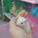 우진펫 이미지