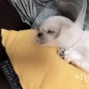 신통방통 동물병원 이미지