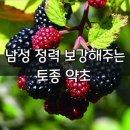 남성약초