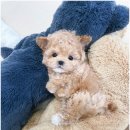 마마스미독 강아지 분양 김해점 | 김해 강아지분양하기 좋은 곳/마마스미독 강아지분양 김해점 추천!!