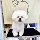 뽀독(BBODOG) | ✂️[뽀독뽀독]'솜사탕 구름'비숑 친구의 완벽한 하이바 변신!