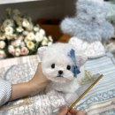 메종드퍼피 이미지