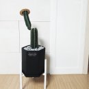 [ 구미 식물 ] 자이라플랜트, 자이라플라워, 구미꽃집, 인동 꽃집, 온더사이드, 구미 선인장
