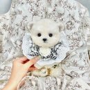 오독안심분양센터 강아지분양 고양이분양 인천점 이미지