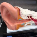 센트럴보청기 | 광주보청기 상담 후기, 글로벌보청기에서 찾은 편안한 소리