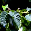 커피나무 이미지