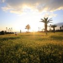 제주 와싱톤 이미지