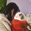 러블리캣 이미지