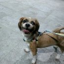 쁘띠시앙 이미지