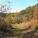 강원 춘천시 동산면 조양리 / 임야 야산, 수목장용지 조경수식재용지 요양소부지 가족묘터 펜션지 펜션부지 / 1 이미지