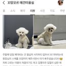 꼬망모르 이미지