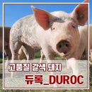 붉은돼지 이미지