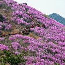 제369차 정기산행 창원 천주산 이미지