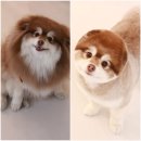 부사애견