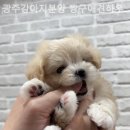 짱구 애견 하우스 이미지