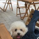 웃는강아지 | 강아지와 함께! 성수동 빌라드블루 애견동반 식당 후기