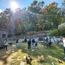 윈터펠 치와와 이미지