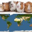 02. (자연의 선택) 왜 남아메리카에는 몸집이 작은 동물만 사는 것일까? 기니피그의 대륙 이미지