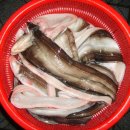 바다장어 이미지