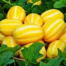 바닐라(banila) | 싱싱한 제철 과일 쇼핑몰 추천!