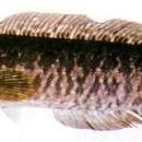 가월가물치 이미지