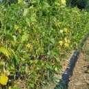 용래농장 이미지