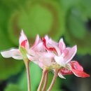 뉴라이프(NewLife) 이미지