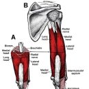 상완삼두근 및 주근(Triceps brachii, Anconeus) 이미지