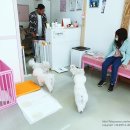 조선생 펫살롱 이미지