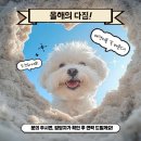 논산애견 이미지