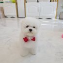 어스펫 이미지