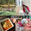 달달봄봄 애견미용 | 안동애견카페 앙독스 1년간 꾸준히 방문한 후기