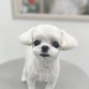 슈멍드아 이미지