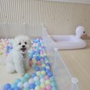 하이댕댕 | 청주 반려견 유치원 - 하이댕댕 또유는 하프케어 가성비짱!