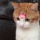 호크 이미지