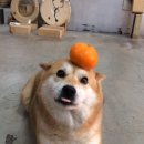 중귤농장 이미지