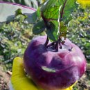 한라봉브로콜리 이미지