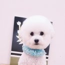 애견미용샵 조이 이미지