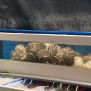조개베네 | 고대 조개찜 ] 고대 조개구이 맛집으로 이미 고려대 학생들한테는 이미 소문나서 유명한 _ 조개베네 고대점