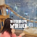 냥이시대 | 일산정발산 고양이카페 냥이시대 아이들과 가볼만한곳